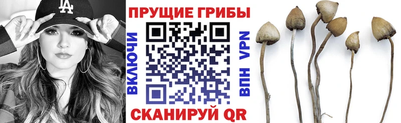 Псилоцибиновые грибы Psilocybe  Ставрополь 